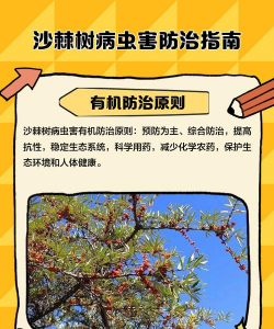 桑椹树病虫防治方法，常见问题解析，实用应对技巧
