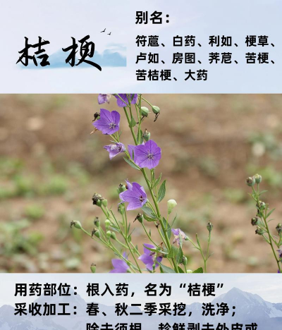 桔梗花怎么养好皮肤,了解正确方法,避免常见误区 桔梗花怎么养好皮肤,了解正确方法,避免常见误区