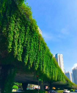 草果栽培，掌握关键技巧，实现高产稳收