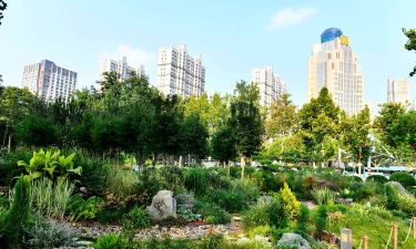 草果栽培，掌握关键技巧，实现高产稳收