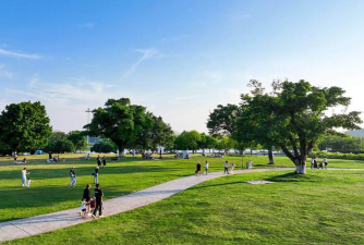 草果栽培，掌握关键技巧，实现高产稳收