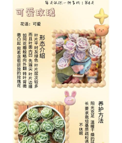 草果栽培，掌握关键技巧，实现高产稳收