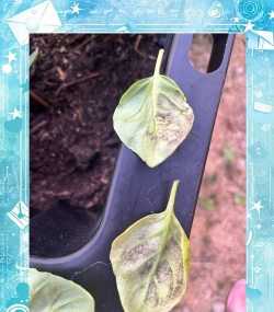 草果栽培，掌握关键技巧，实现高产稳收