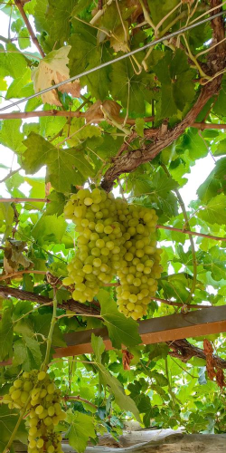 草果栽培，掌握关键技巧，实现高产稳收