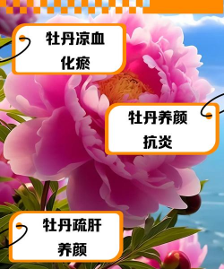 草果栽培，掌握关键技巧，实现高产稳收