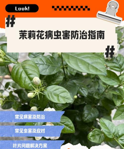 草果栽培，掌握关键技巧，实现高产稳收