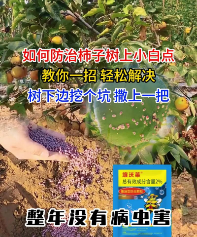 草果栽培，掌握关键技巧，实现高产稳收