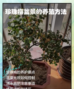 桑椹树病虫防治方法，常见问题解析，实用应对技巧