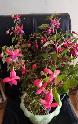 金钟花怎么养,掌握关键技巧,轻松爆盆开花 金钟花怎么养,掌握关键技巧,轻松爆盆开花