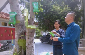 紫荆树白蚁怎么防治，找准方法，避免树木受损