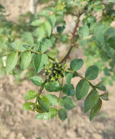 紫荆树白蚁怎么防治，找准方法，避免树木受损