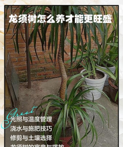 草果栽培，掌握关键技巧，实现高产稳收