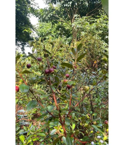 草果栽培，掌握关键技巧，实现高产稳收