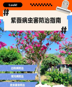 草果栽培，掌握关键技巧，实现高产稳收