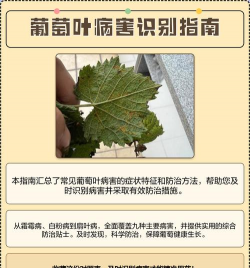 草果栽培，掌握关键技巧，实现高产稳收