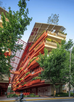 草果栽培，掌握关键技巧，实现高产稳收