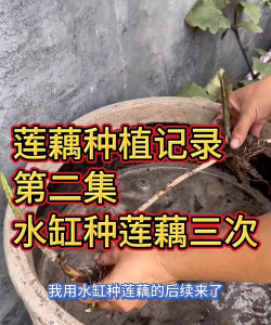 草果栽培，掌握关键技巧，实现高产稳收