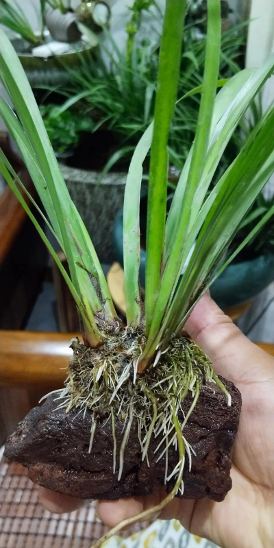 菖蒲空根后如何处理