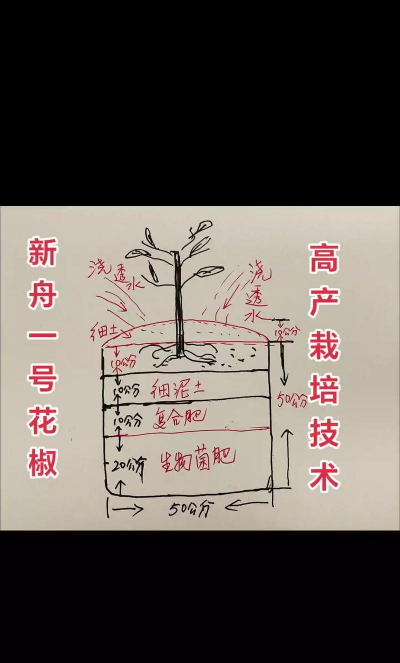 草果栽培，掌握关键技巧，实现高产稳收
