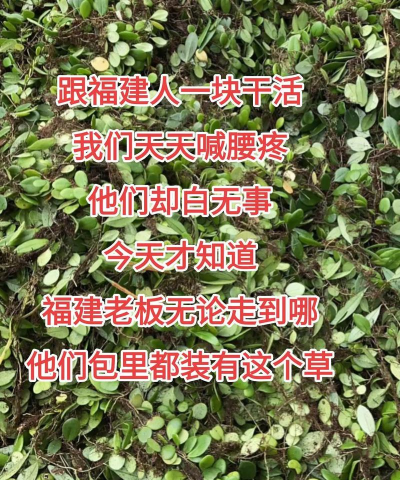 草果栽培，掌握关键技巧，实现高产稳收