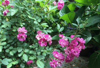 草果栽培，掌握关键技巧，实现高产稳收