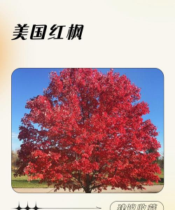 草果栽培，掌握关键技巧，实现高产稳收