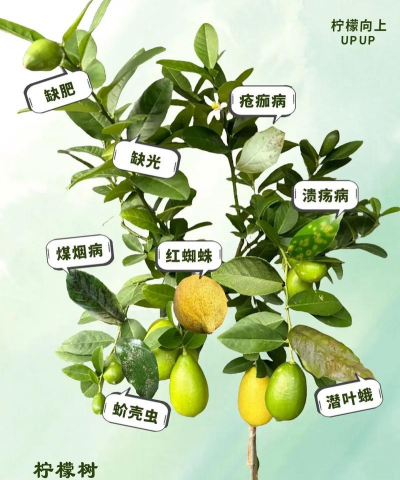 草果栽培，掌握关键技巧，实现高产稳收