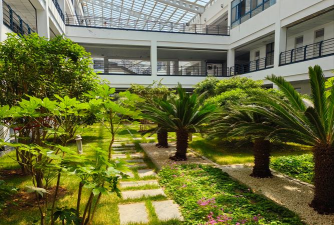 紫荆树白蚁怎么防治，找准方法，避免树木受损