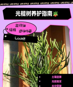 紫荆树白蚁怎么防治，找准方法，避免树木受损