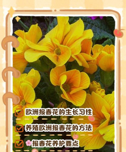 欧洲报春怎么养殖