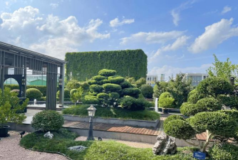 紫荆树白蚁怎么防治，找准方法，避免树木受损