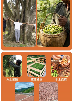 名贵树白蚁防治方法，识别早期迹象，采取有效保护