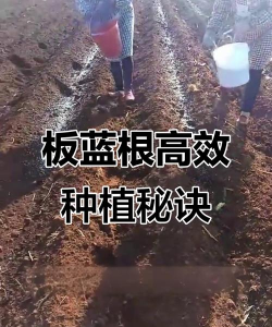 紫荆树白蚁怎么防治，找准方法，避免树木受损