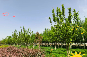紫荆树白蚁怎么防治，找准方法，避免树木受损