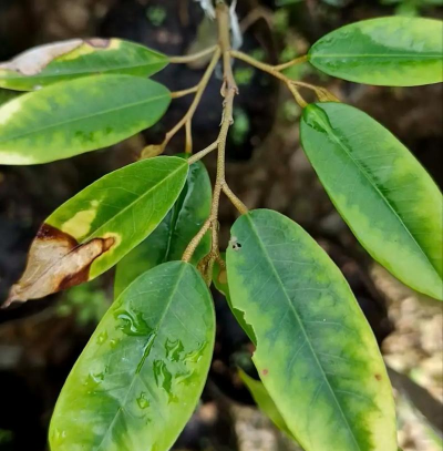 紫荆树白蚁怎么防治，找准方法，避免树木受损