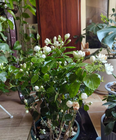 茉莉栽培，轻松上手，花开满园