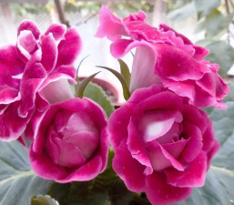 名贵树白蚁防治方法，识别早期迹象，采取有效保护