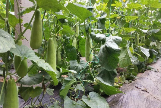 紫荆树白蚁怎么防治，找准方法，避免树木受损