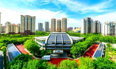 紫荆树白蚁怎么防治，找准方法，避免树木受损