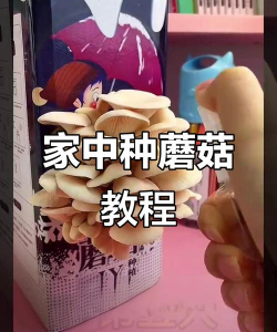 名贵树白蚁防治方法，识别早期迹象，采取有效保护