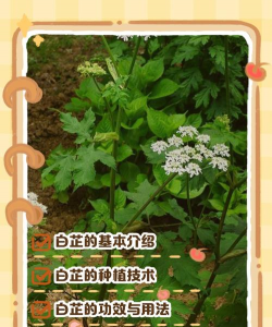 名贵树白蚁防治方法，识别早期迹象，采取有效保护