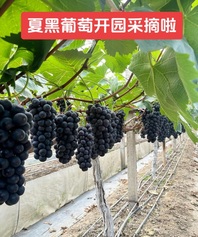 罗汉松的栽培，选对方法，轻松上手