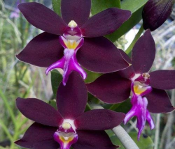 名贵树白蚁防治方法，识别早期迹象，采取有效保护