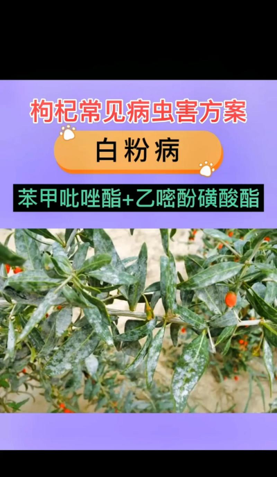 名贵树白蚁防治方法，识别早期迹象，采取有效保护