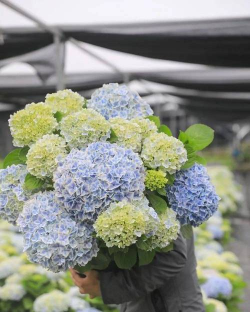 绣球花怎么养兔子，常见误区解析，实用方法分享