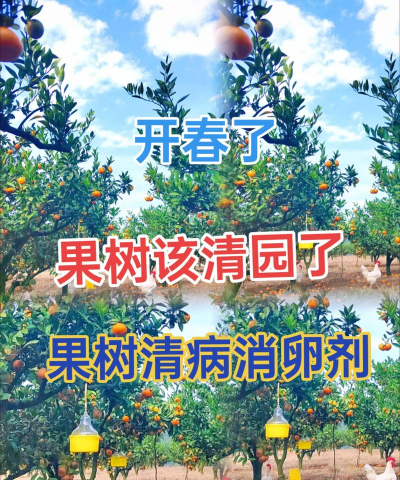 果园树鼠防治，减少果实损失，保护果树健康