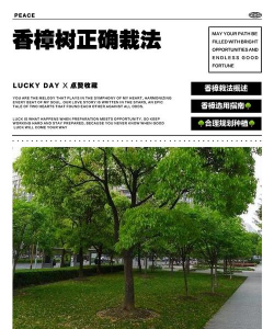 樟树栽培，选对方法，轻松上手