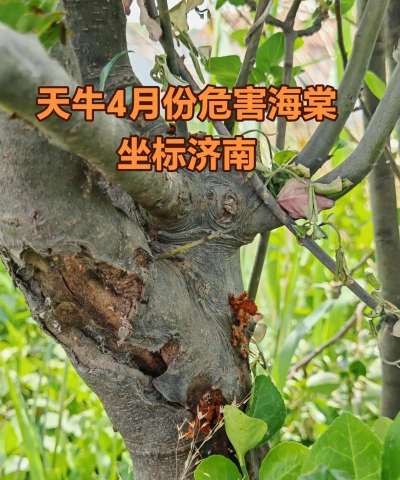 紫荆树白蚁怎么防治，找准方法，避免树木受损