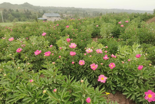 紫荆树白蚁怎么防治，找准方法，避免树木受损