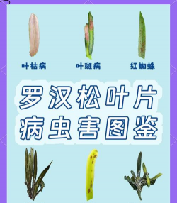 罗汉树病虫防治,常见问题解析,实用应对方法 罗汉树病虫防治,常见问题解析,实用应对方法